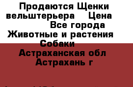 Продаются Щенки вельштерьера  › Цена ­ 27 000 - Все города Животные и растения » Собаки   . Астраханская обл.,Астрахань г.